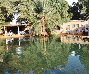 Djerba : visit an oasis and hot water spring in the desert