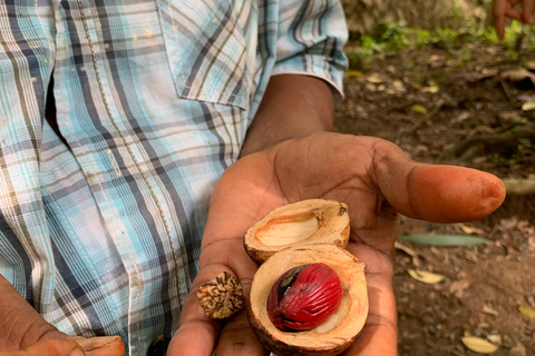 Cahuita National Park+Bribri Chocolate Tour+Waterfalls Tour+Lunch