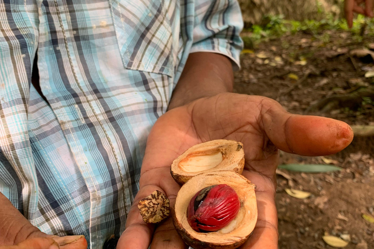 Cahuita National Park+Bribri Chocolate Tour+Waterfalls Tour+Lunch