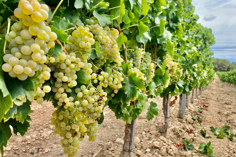 Alsace gourmande: Cellar visit and snack tasting