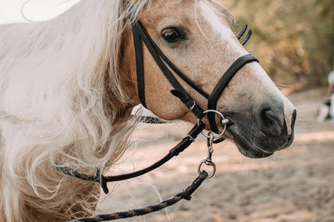 St Lucia: Private Sunset Beach Horse Ride + Pickup available