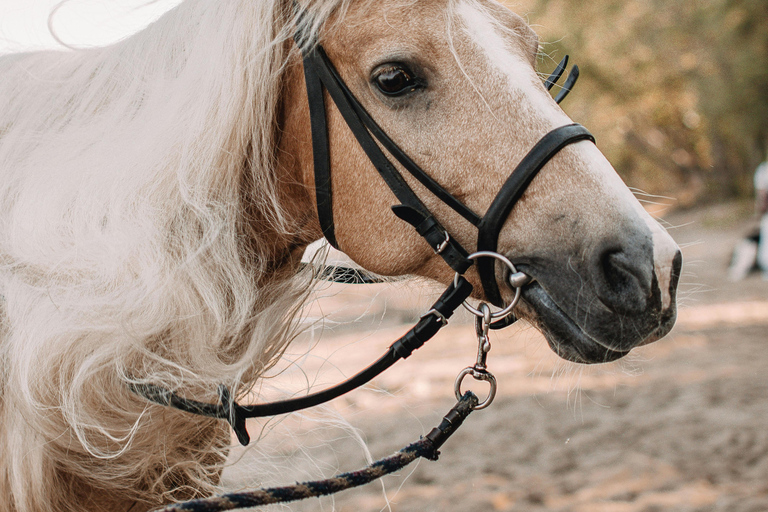 St Lucia: Private Sunset Beach Horse Ride + Pickup available