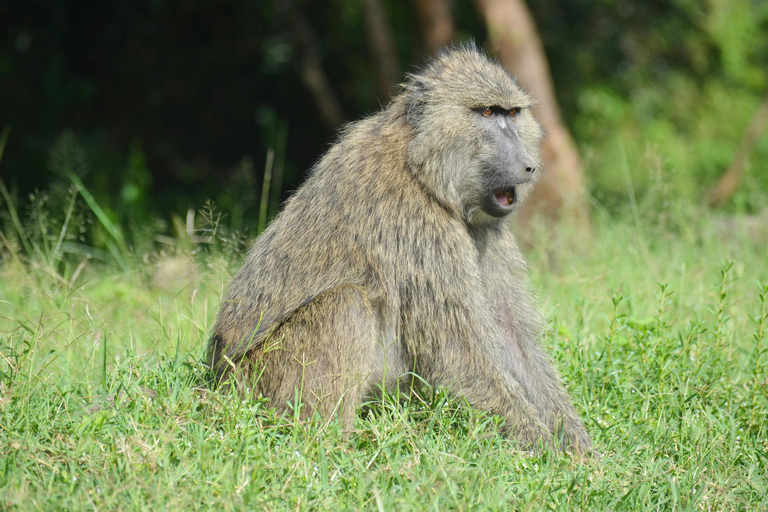 Arusha National Park: Day Trip with Walking Safari & Canoe Shared Day Trip Transfer & Game Drive (Fees Excluded)