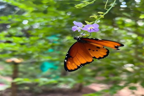 Zanzibar: Jozani forest and Butterfly day tour TOUR WITH TRANSFER (HOTEL PICK-UP AND DROP-OFF)