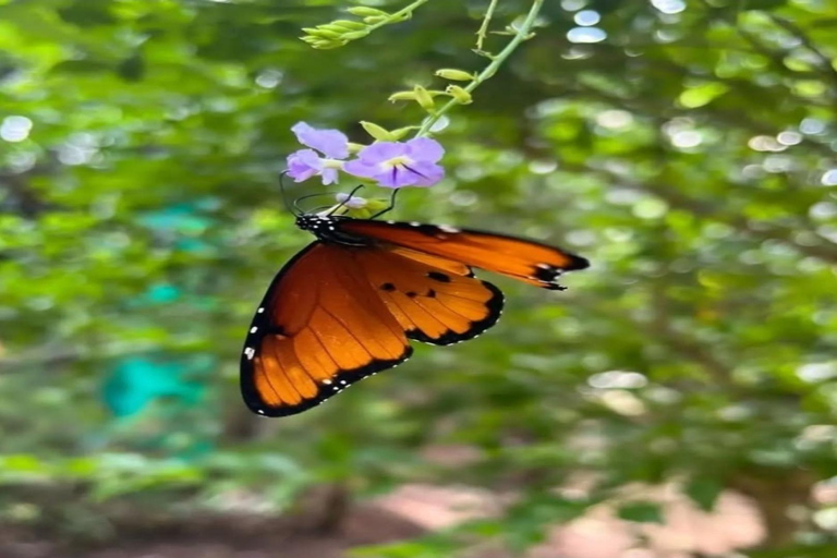 Zanzibar: Jozani forest and Butterfly day tour TOUR WITH TRANSFER (HOTEL PICK-UP AND DROP-OFF)