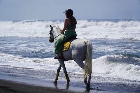 Bali: Horse Riding Experience at Sanur Beach