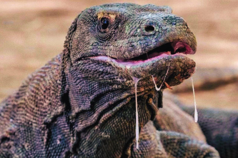 Labuan Bajo: Komodo National Park Private Speedboat Charter