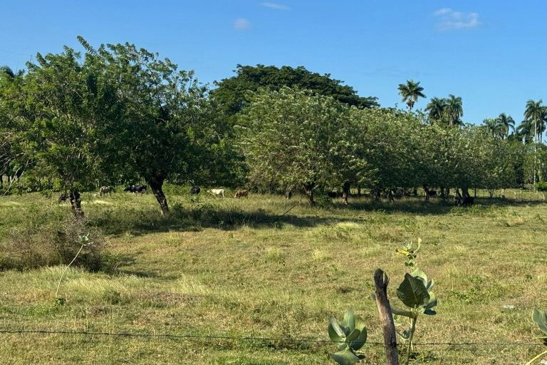 Puerto Plata: El Gallo Ecolodge Day Pass with Lunch
