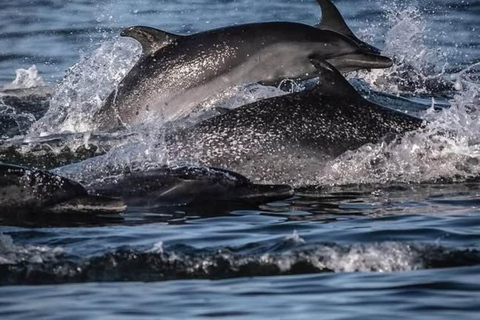 The Great Dolphin and Whale Watching Boat Adventure in Los Angeles