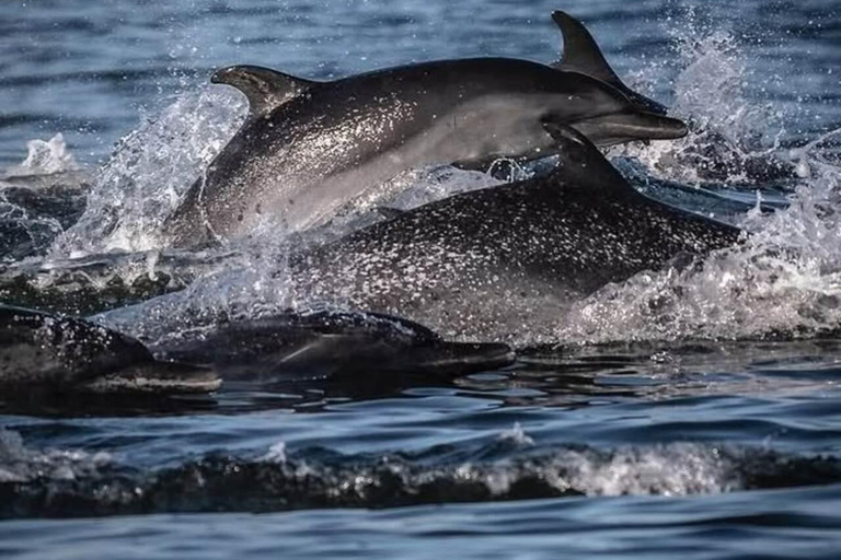 The Great Dolphin and Whale Watching Boat Adventure in Los Angeles
