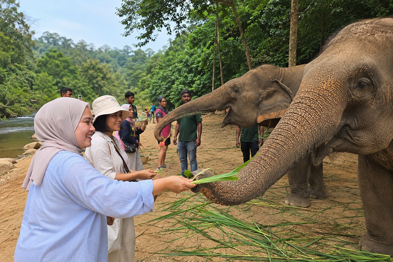 Batu Caves & Elephant Sanctuary with KL Complimentary Tour B.Caves, Elephant Sanctuary with 2hrs KL City Tour (Private)