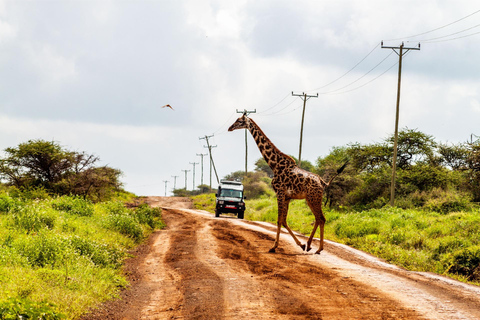 Nairobi: Tour di un giorno al Parco Nazionale Amboseli e al villaggio Maasai