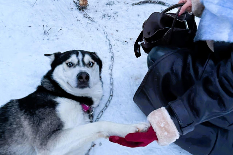 Levi: 5 km di slitta trainata da husky a LeviSirkka: 5 km di slitta trainata da Husky a Levi