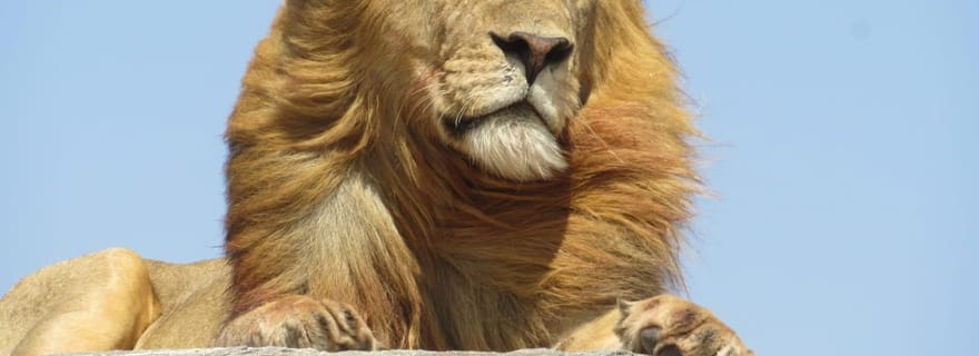 Partez de Mpumalanga pour un circuit de 7 jours au Parc Kruger et à Johannesburg