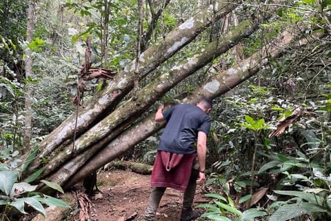 São Paulo: Atlantic Forest Day Trip with a Biologist