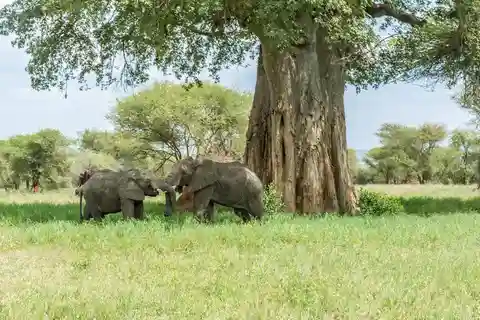 Safari confortável de 2 dias de Dar-es-Salaam ao Parque Mikumi N