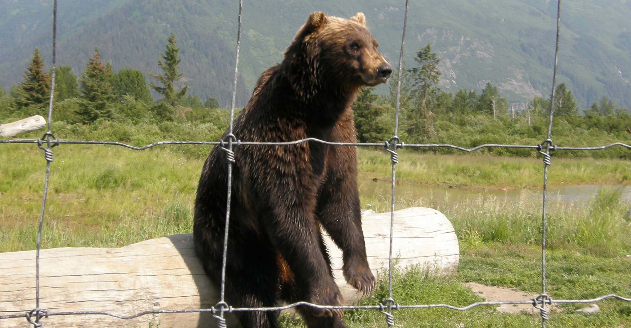 De l'Anchorage, des glaciers de Portage et de la faune Visite d'une journée complète - Hizvo