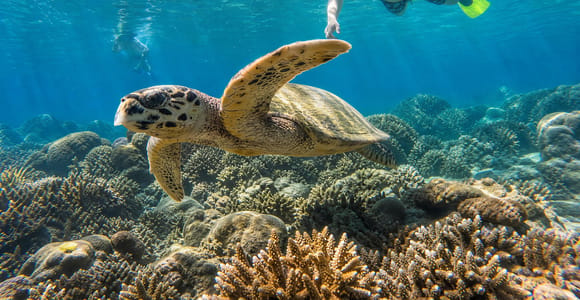 3 Gili Islands: Shared Turtle & Coral Reef Snorkeling Tour