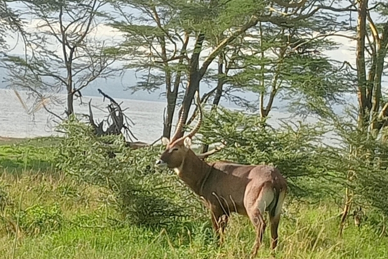 Parque Nacional del Lago Nakuru desde NairobiOpción Estándar