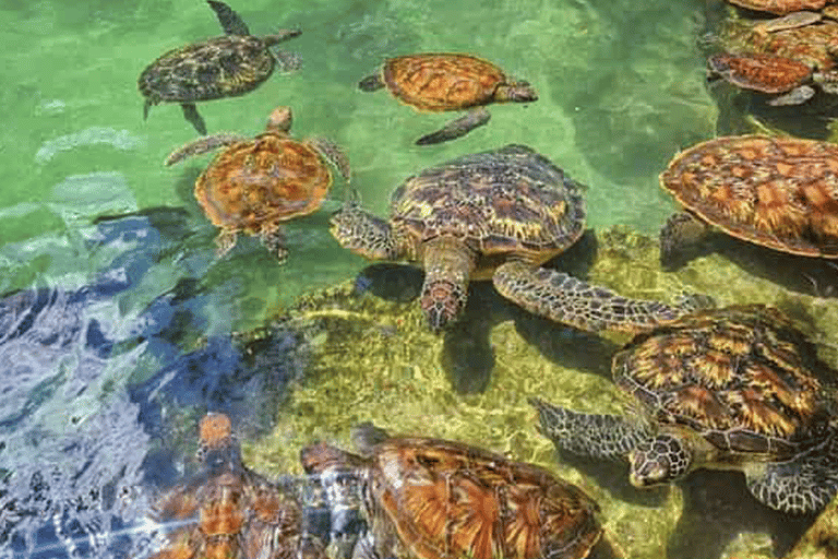 Zanzibar aquarium om te zwemmen met zeeschildpadden