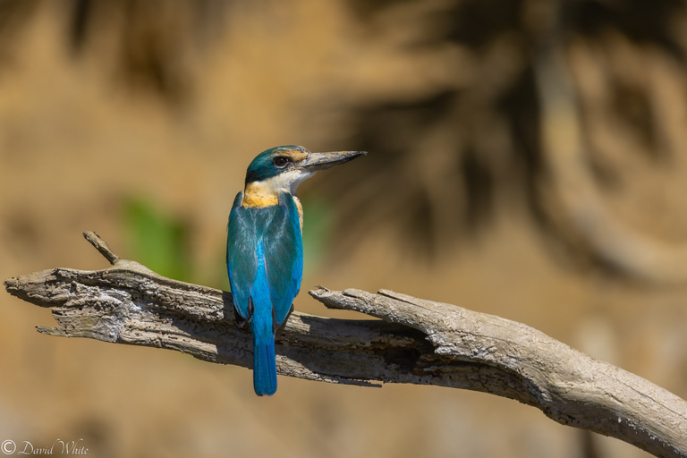 Daintree, Crocodile Cruise & Aboriginal Beach & Fish Tour