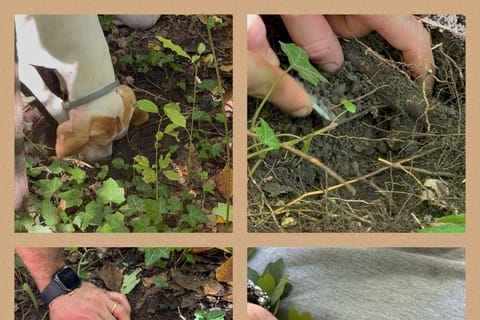 Truffle Hunting near Bologna with Rustic Tasting