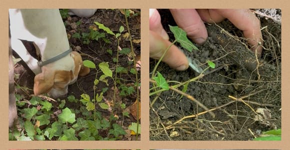 Near Bologna: Dog-Assisted Truffle Hunt & Rustic Tasting