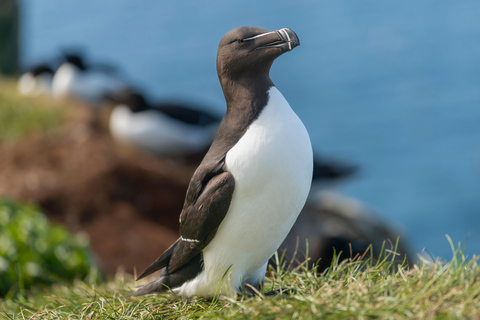 Seahouses: Seabird and Seal Cruise of the Farne Islands