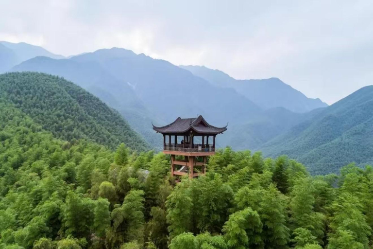 Shanghai: Crouching Tiger Bamboo Forest & White Tea Trip