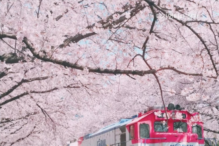 Busan: Jinhae Cherry Blossom Day & Night or 1 Day Tour Group Night Tour / Where Cherry Blossoms Define Jinhae