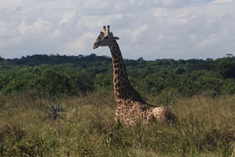 Nairobi: National Park Layover Tour mit Flughafentransfers.