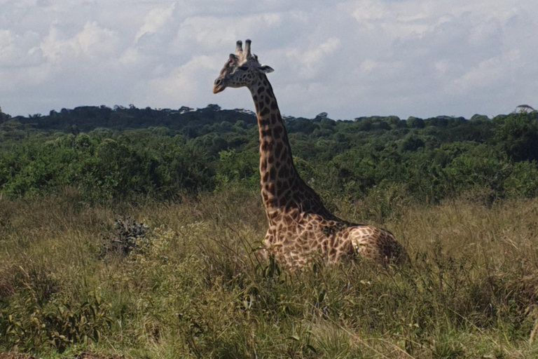 Nairobi: National Park Layover Tour mit Flughafentransfers.