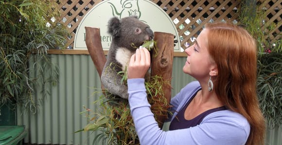 Sydney: Featherdale Wildlife Park Private Tour