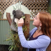 Sydney: Featherdale Wildlife Park Private Tour