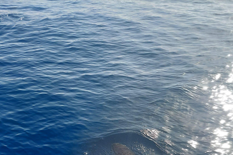 Delfinbeobachtung in EsteponaDelfine in Estepona beobachten