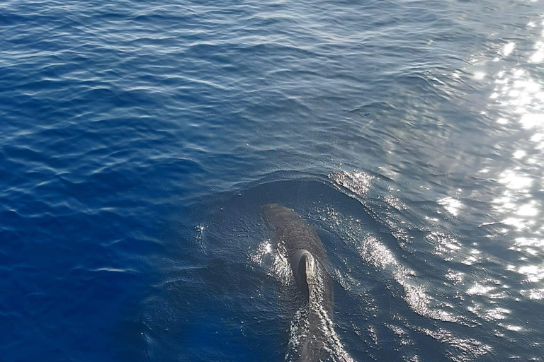 Delfinbeobachtung in EsteponaDelfine in Estepona beobachten