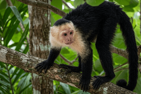 Panama: Monkey Island Boat Tour