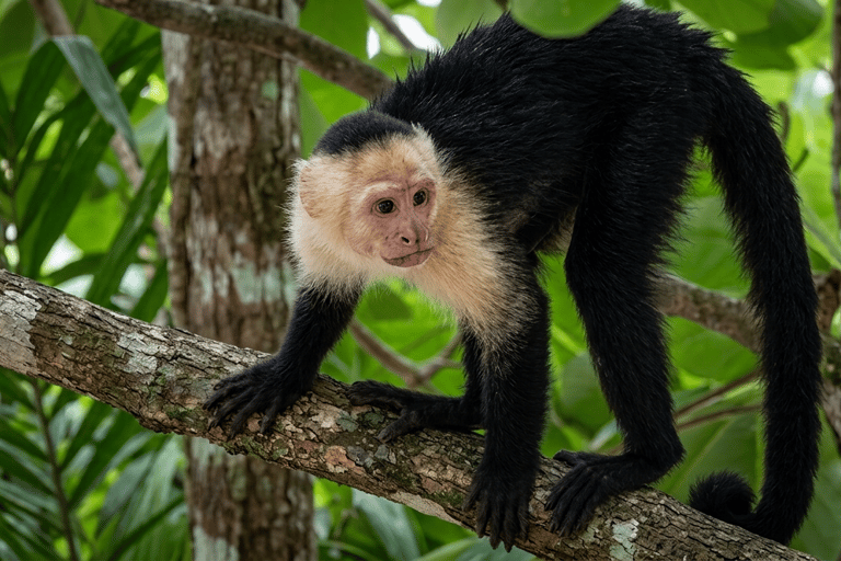 Panama: Monkey Island Boat Tour