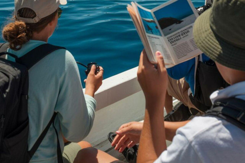 The Great Dolphin and Whale Watching Boat Adventure in Los Angeles