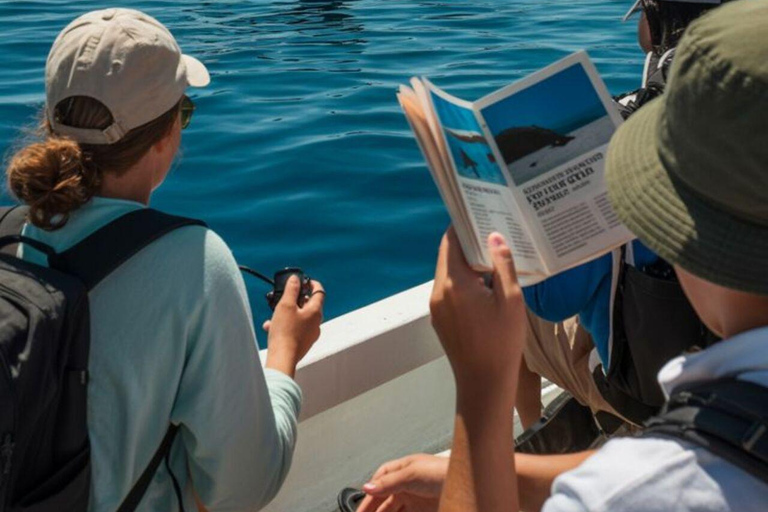 The Great Dolphin and Whale Watching Boat Adventure in Los Angeles
