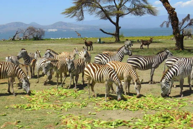 4-Day 3 Nights Safari Masai Mara and Lake Naivasha Safari