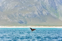 Hermanus, Whale and Dolphin Watching Boat Trip - Housity