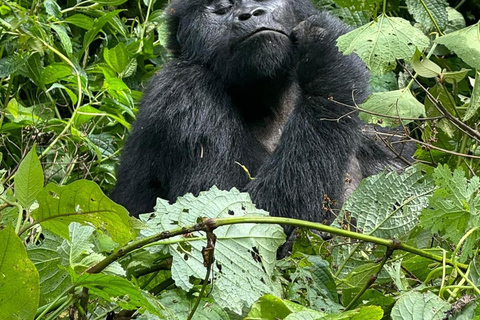 1 giorno di trekking con i gorilla e il centro di ricerca di Karisoke, Volcanoes NP