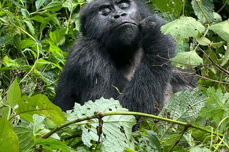 1 giorno di trekking con i gorilla e il centro di ricerca di Karisoke, Volcanoes NP