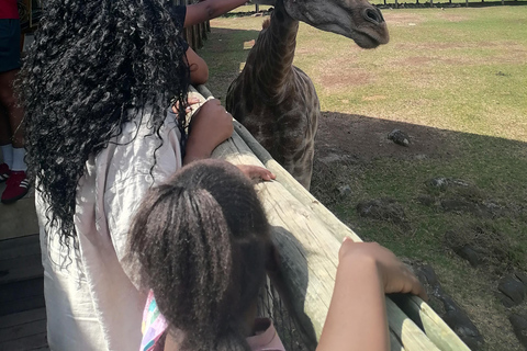 EXCURSÃO DE MEIO DIA AO PARQUE DOS LEÕES E SAFAFI