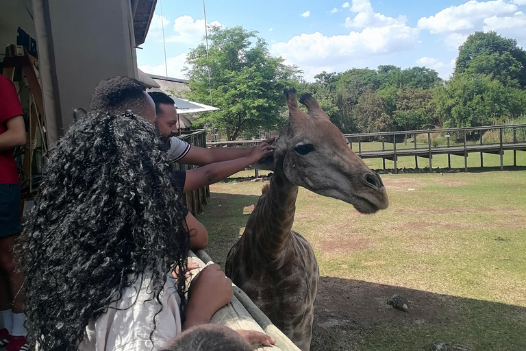 EXCURSÃO DE MEIO DIA AO PARQUE DOS LEÕES E SAFAFI