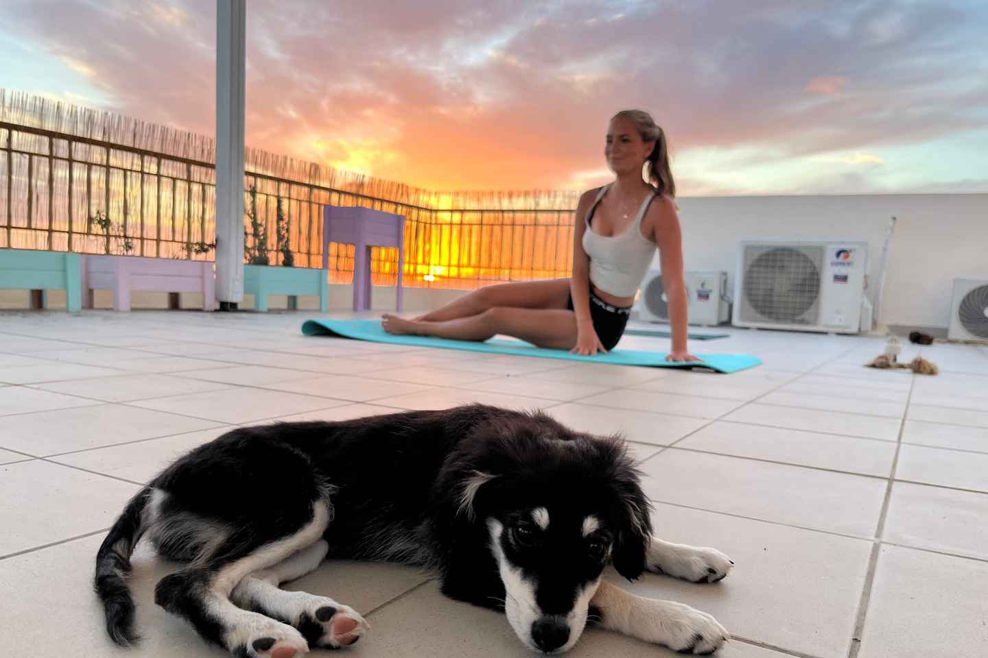 Paphos (Peyia): Mindful Yoga with Rescue Puppies