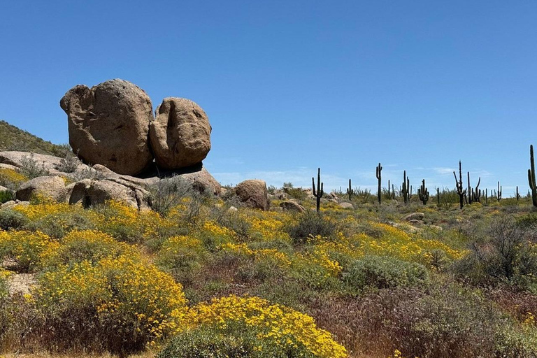 Cave Creek: Private Guided Sonoran Desert Hiking Tour