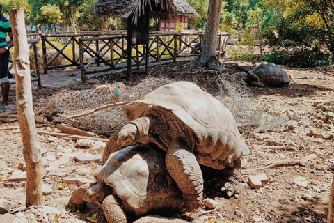 Zanzibar: Jozani Forest, Village & Butterfly Center