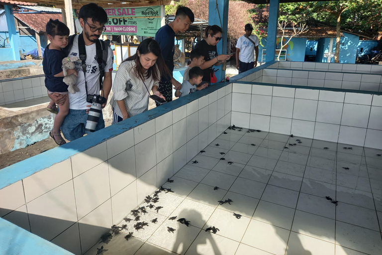 Bali: Horse Riding & Turtle Release Experience at Saba Beach Exclude: (not included horse riding tickets, lunch expense)